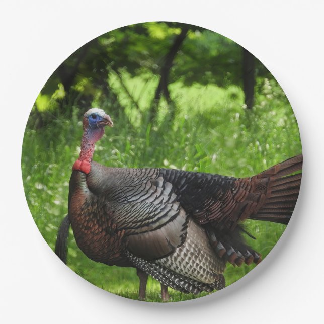 Mature Male Wild Turkey Displaying Feathers Paper Plate (Front)
