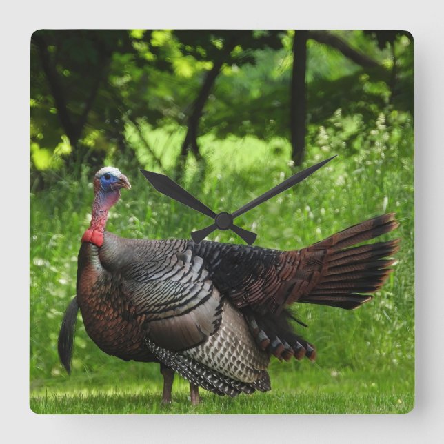 Mature Male Wild Turkey Displaying Feathers Square Wall Clock (Front)