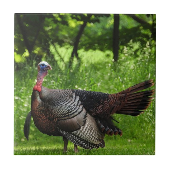 Mature Male Wild Turkey Displaying Feathers Tile (Front)
