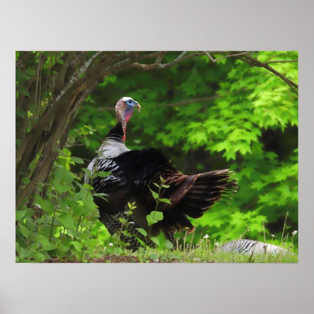 Mature Male Wild Turkey Poster (Front)