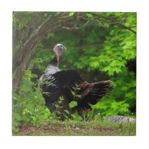 Mature Male Wild Turkey  Tile