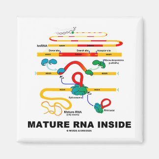 Mature RNA Inside Magnet