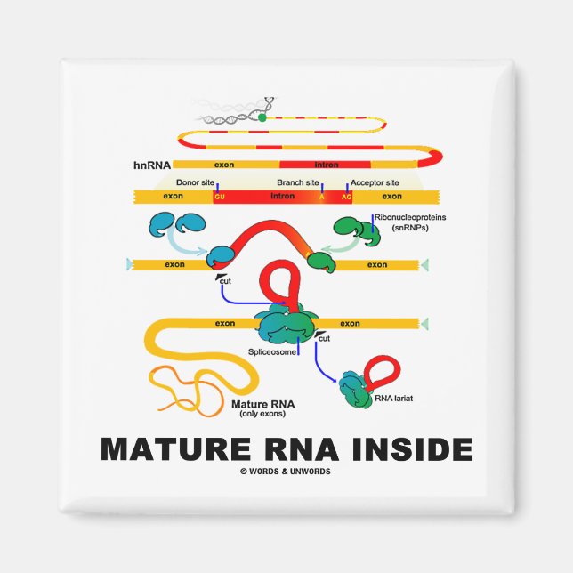 Mature RNA Inside Magnet (Front)