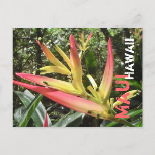 Maui Hawaii flower postcard
