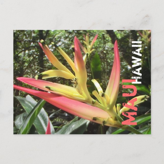 Maui Hawaii flower postcard (Front)