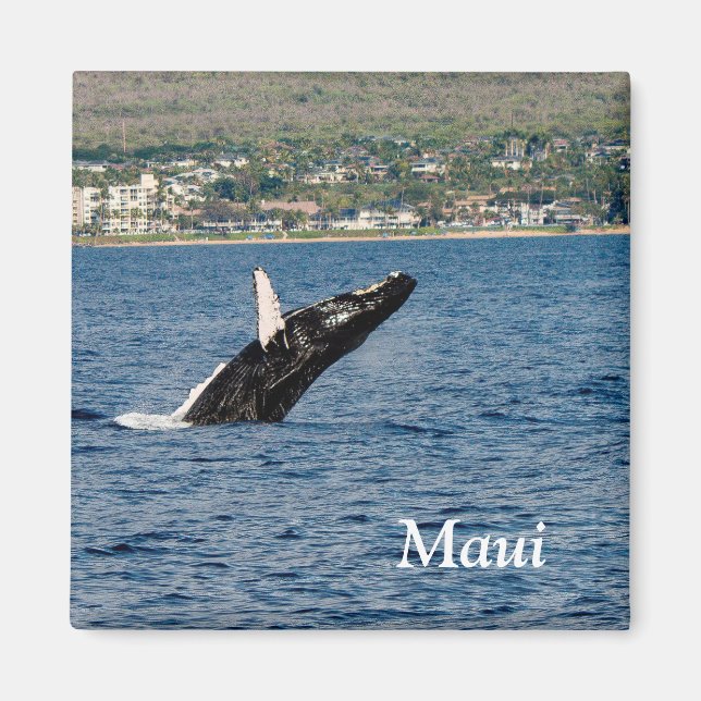 Maui Humpback Whale breaching Magnet (Front)