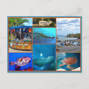 Maui Ocean Centre Postcard