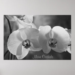 Maui Orchids Poster