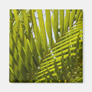 Mauritius, Central Mauritius, Moka, palm 2 Magnet