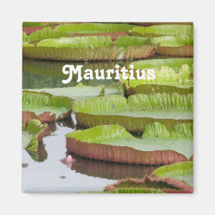 Mauritius Lily Pads Magnet