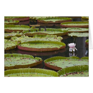 Mauritius, Pamplemousses, SSR Botanical