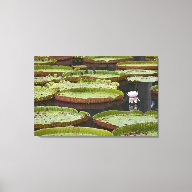 Mauritius, Pamplemousses, SSR Botanical Canvas Print (Front)