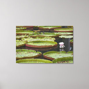 Mauritius, Pamplemousses, SSR Botanical Canvas Print
