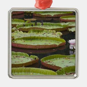 Mauritius, Pamplemousses, SSR Botanical Metal Tree Decoration