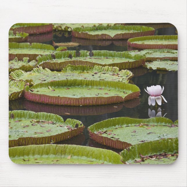 Mauritius, Pamplemousses, SSR Botanical Mouse Mat (Front)