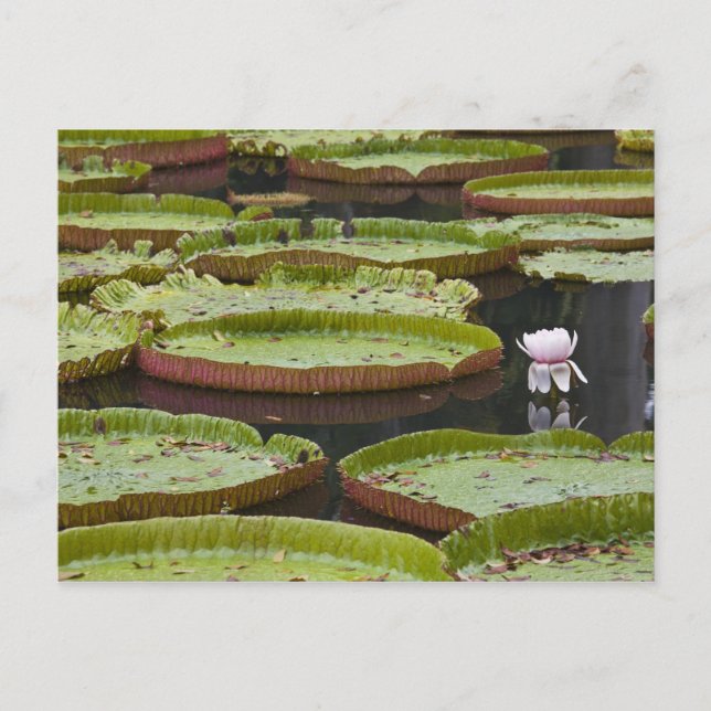 Mauritius, Pamplemousses, SSR Botanical Postcard (Front)