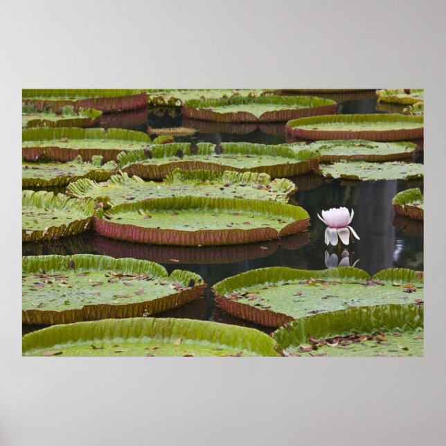 Mauritius, Pamplemousses, SSR Botanical Poster (Front)