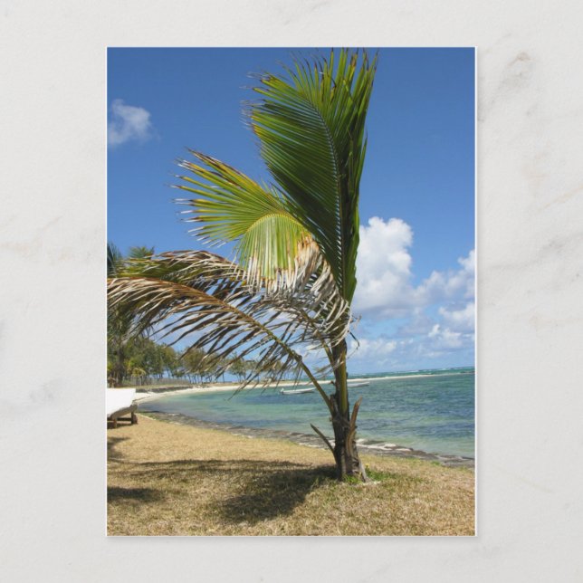 Mauritius Postcard (Front)