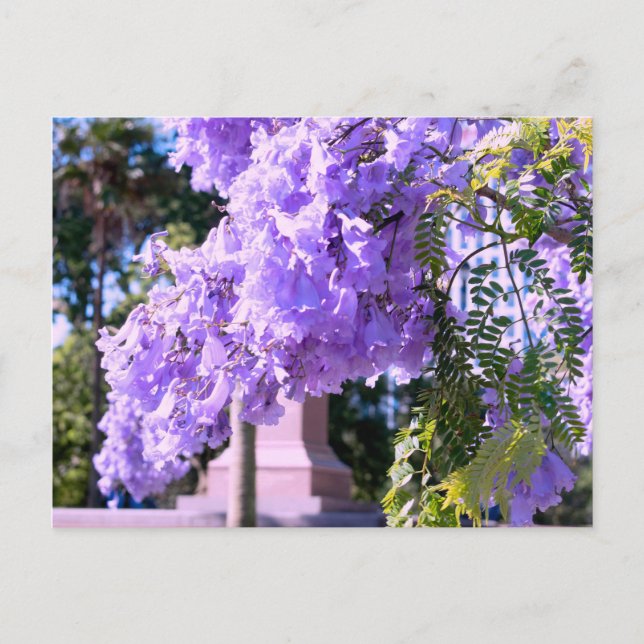 Mauve Bell Tree Postcard (Front)