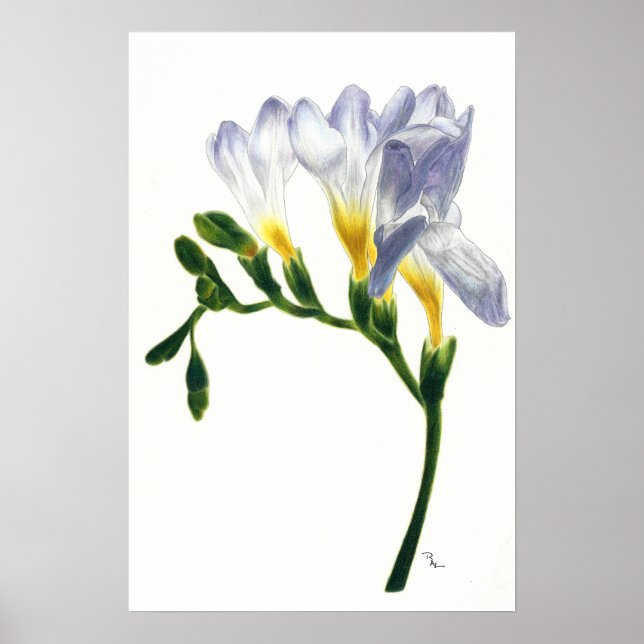 Mauve Freesias Print (Front)