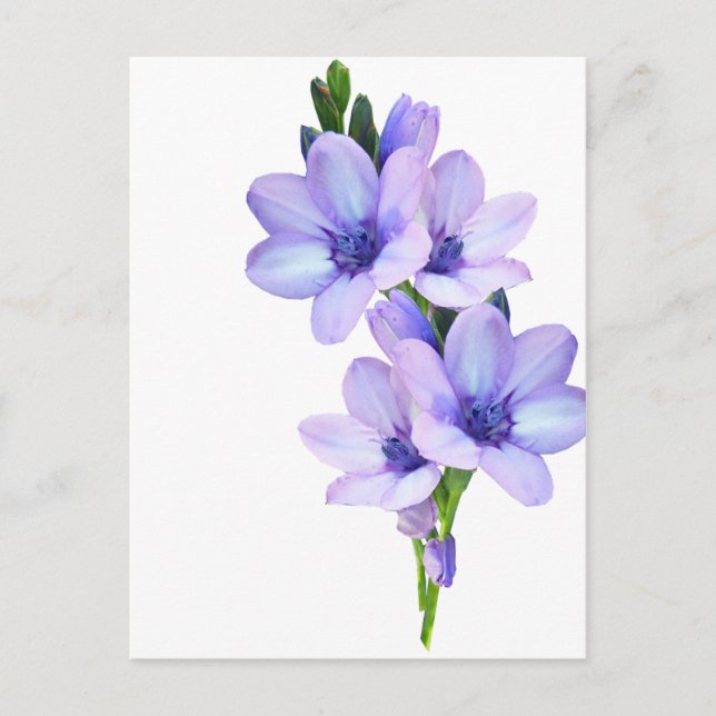 Mauve Purple Flower Postcard (Front)