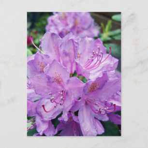 Mauve Rhododendron Postcard