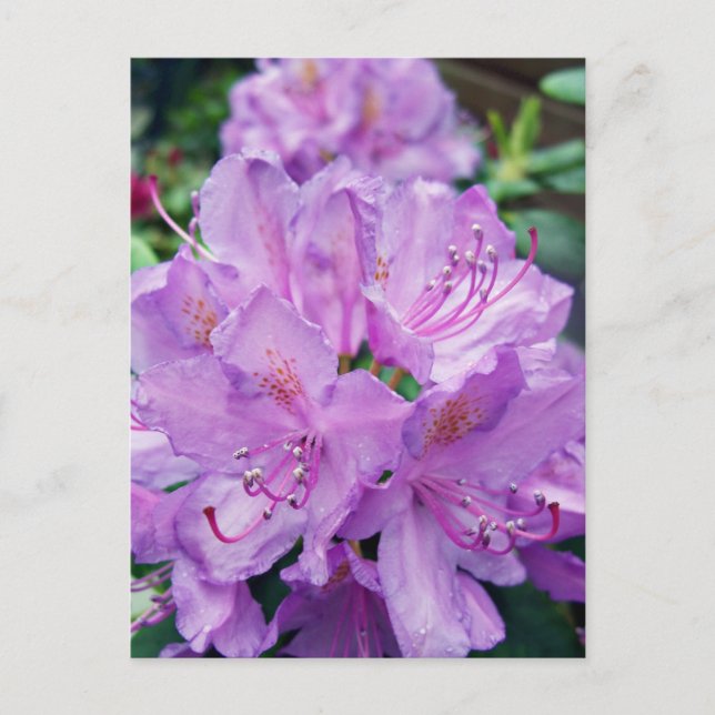Mauve Rhododendron Postcard (Front)