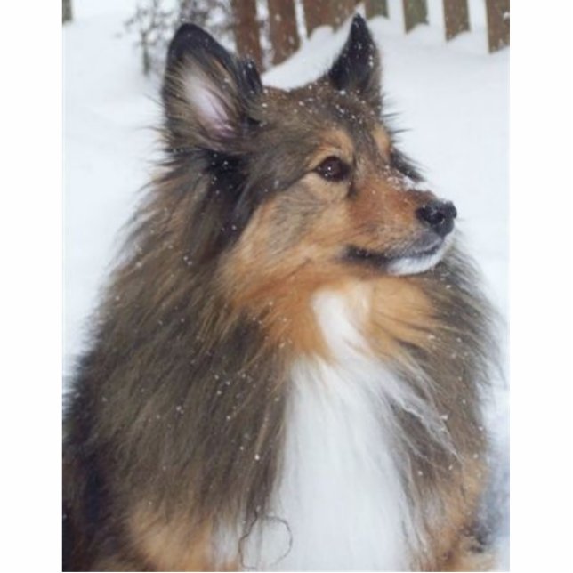 Max_1997_-_2009 Standing Photo Sculpture (Front)