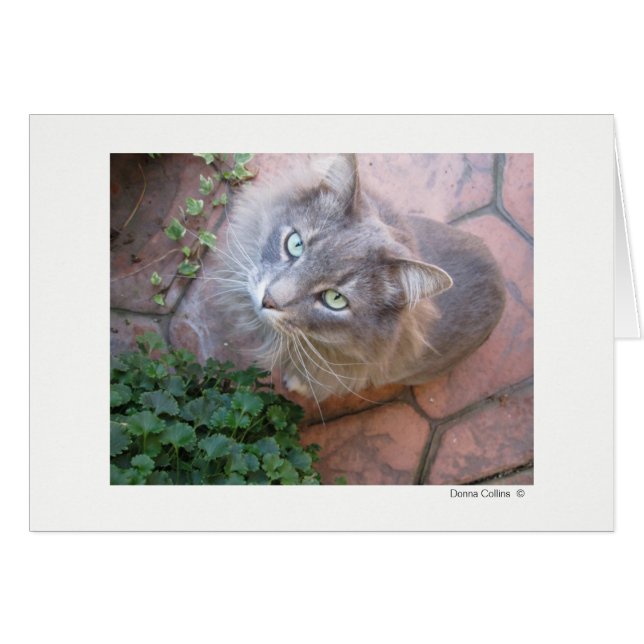 Max the Cat   #-3 (Front Horizontal)