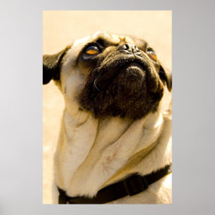 Max the Pug Poster