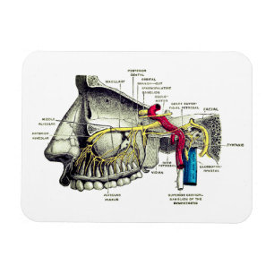 Maxillary nerves human anatomy magnet