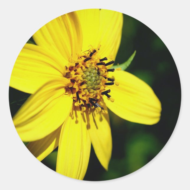 Maximilian Sunflower Floral Classic Round Sticker (Front)