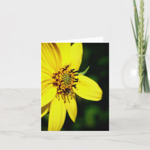 Maximilian Sunflower Nature Photography  Note Card