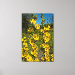 Maximilian's Sunflower (Helianthus Maximiliani) Canvas Print