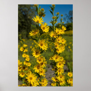 Maximilian's Sunflower (Helianthus Maximiliani) Poster