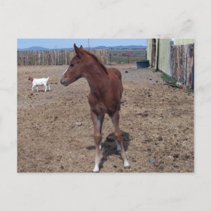 May 2008 Foal Postcard