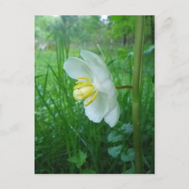 May Apple blossom postcard (Front)