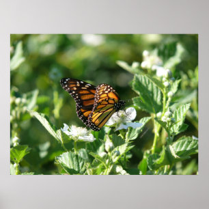 May Butterfly Poster