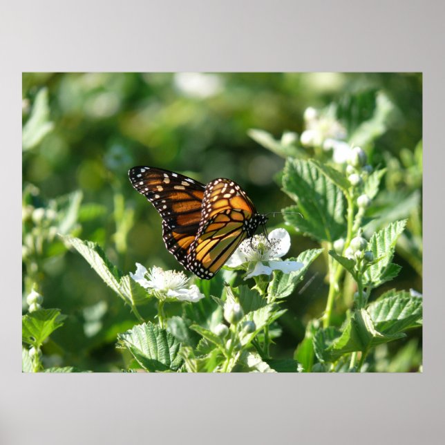 May Butterfly Poster (Front)