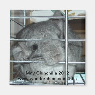 May chinchilla 2012 magnet