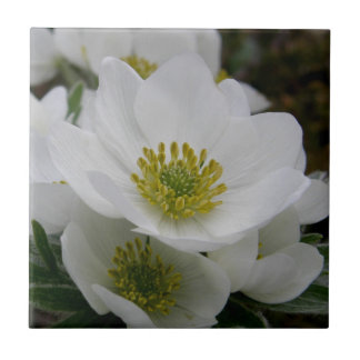 May Flower, Anemone narcissiflora Tile