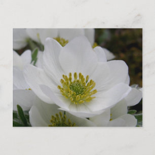 May Flower Blossoms, Unalaska Island Postcard