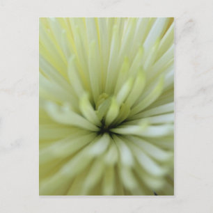 May Flowers #3 Postcard