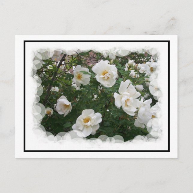 May Flowers Postcard (Front)