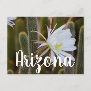May in the garden, Arizona Postcard
