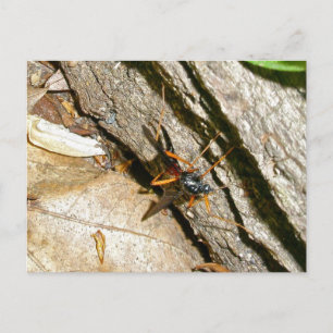 Mayfly Female Postcard