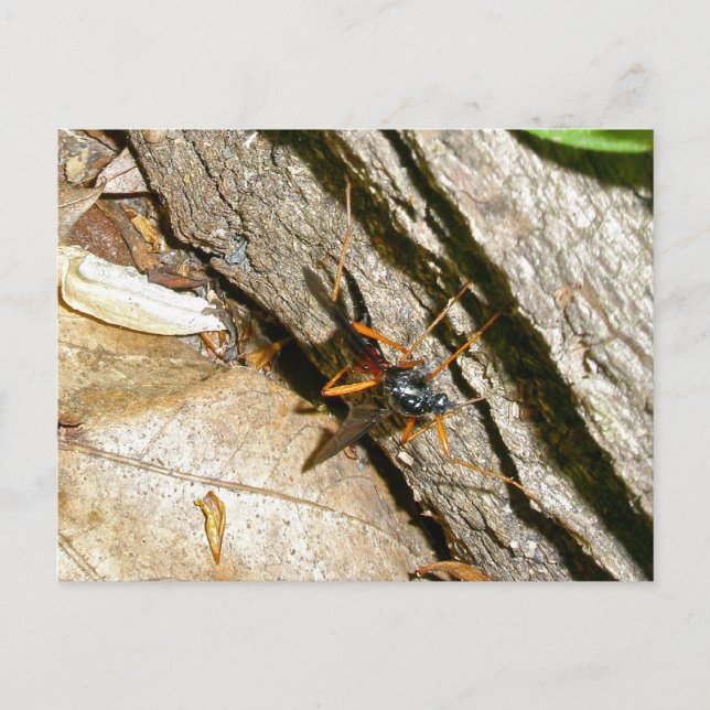 Mayfly Female Postcard (Front)