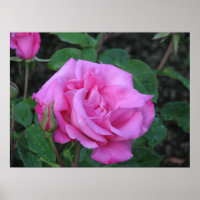 McCartney Hybrid Tea Rose 168