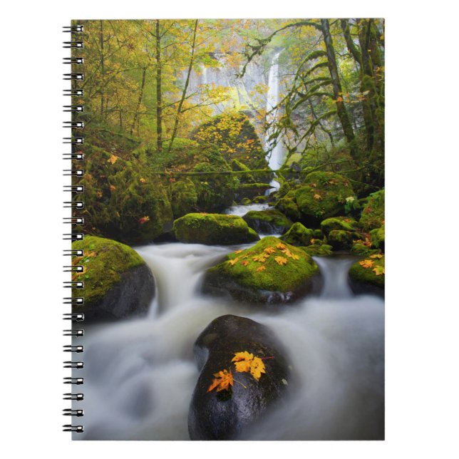 McCord Creek Bigleaf Maple | Columbia Gorge, OR Notebook (Front)