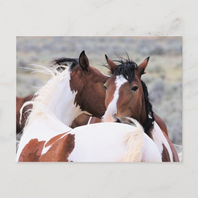 McCullough Peaks Wild Horses Postcard (Front)